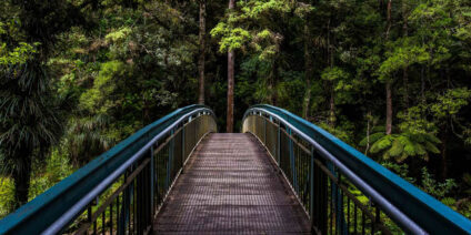 Forest bridge in New Zealand.