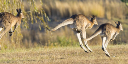 Wild kangaroos in Australia.